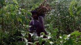 Sri Lankan Fairtrade Cinnamon